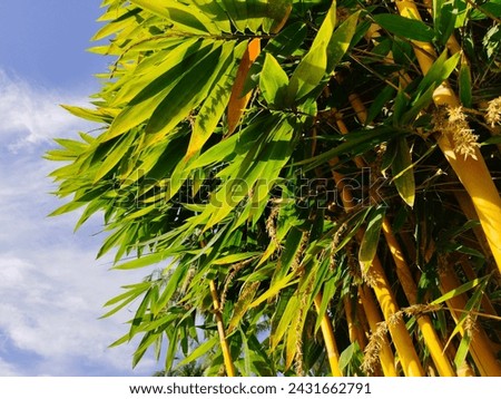 Apart from its beauty and elegance, yellow bamboo is believed to have elements of magic, local wisdom and is useful for building materials and basic materials for traditional tools. Royalty-Free Stock Photo #2431662791