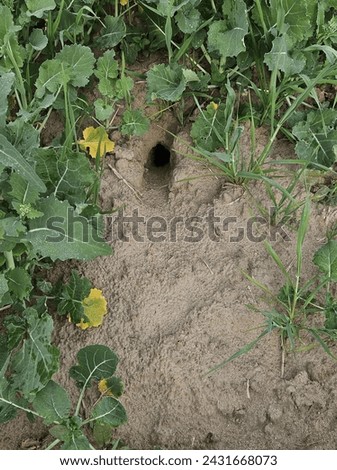 in this picture we can see mouse hole image 