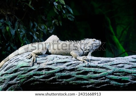 the green iguana, also known as the American iguana or the common green iguana sitting on the tree Royalty-Free Stock Photo #2431668913