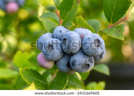 Blueberry farm with bunch of ripe fruits on tree during harvest season in Izmir, Turkey. Blueberry picking history. Royalty-Free Stock Photo #2431669605
