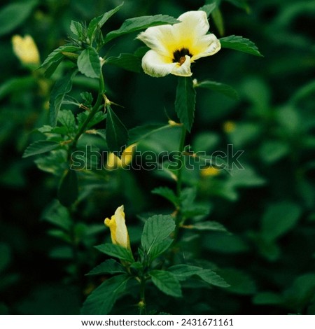 beautiful flower background garden picture