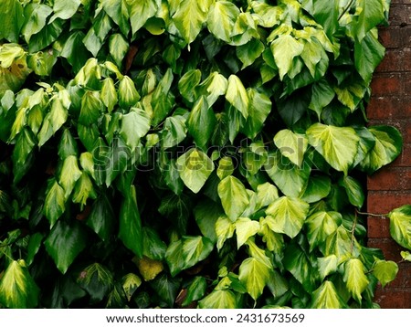 Closeup of the yellow and green variegated leaves of the evergreen garden climbing climber plant Hedera colchica sulphur heart. Royalty-Free Stock Photo #2431673569