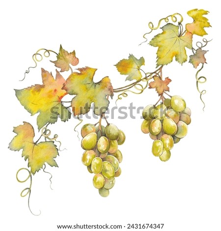 Branch of green grape bunches with leaves. Isolated clip art. Hand drawn watercolor illustration.