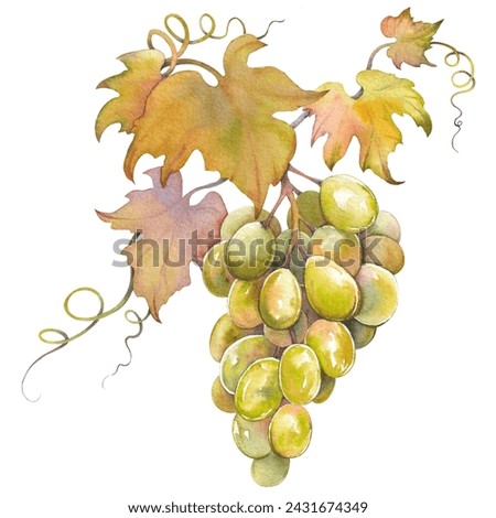 Bunch of green grapes with leaves. Isolated clip art. Hand drawn watercolor illustration.