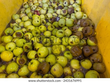 A box of waste, rotten and spoiled apples unsuitable for further processing. Pre-sorting boxes in a fruit wholesaler on the production line. Quality control of golden delicious apples.