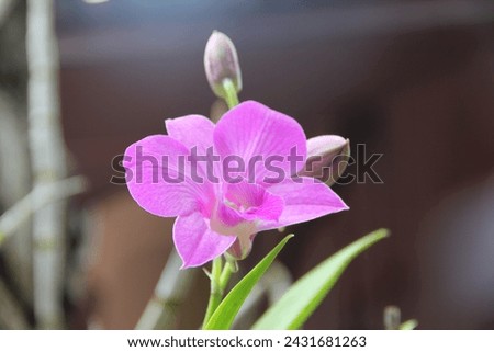 rich and honored, being in full flower Royalty-Free Stock Photo #2431681263