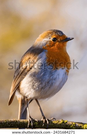 European Robin or the Robin bird is one of the common Garden birds in England and can be seen through out the year in UK and most common in Festive days hence it\'s nick named as Christmas Bird