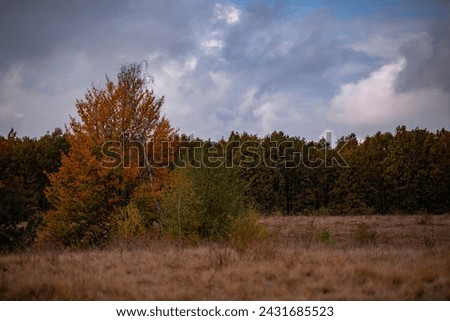 A beautiful autumn landscape with a huge colorful forest. Astonishing view into the woods colored in golden and yellow during fall season