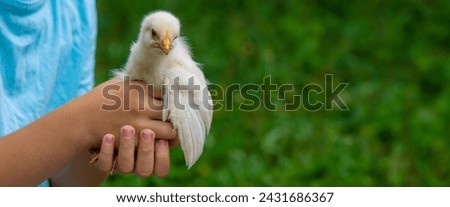 A child is holding a chicken in his hands. A boy is holding a chicken