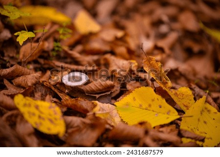 Tiny mushroom growing alone in the forest. A small living organism through the colored leaves in a rainy day during fall season Royalty-Free Stock Photo #2431687579
