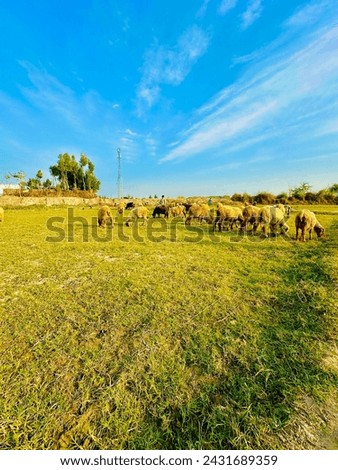 Sheeps and goats Eating grass Full happy mood Background picture 
