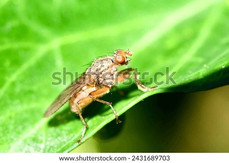 Dung fly (Scathophaga furcata) resting on a leaf.  Royalty-Free Stock Photo #2431689703
