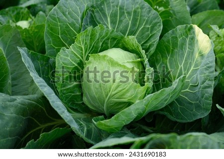 Fresh organic annual cabbage growing in an eco-garden, illuminated by the sun. Vegetarian, healthy, natural food, agriculture concept, vegetarianism. Royalty-Free Stock Photo #2431690183