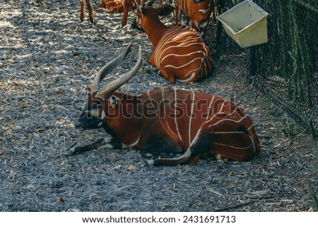 Wildlife Mammal Antelope Livestock Cow Images Pictures Cattle