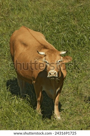 Cattle Cow Images Pictures Mammal Bull.