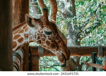 Zoo Giraffe Images Pictures Spots 4k Images