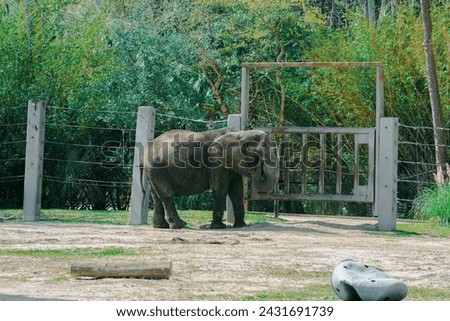 Zoo Animals Images Pictures Elephant Images