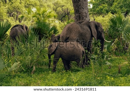 A group of elephants wandering through the grass
