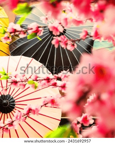 japan vector cherry blossom girl pink 