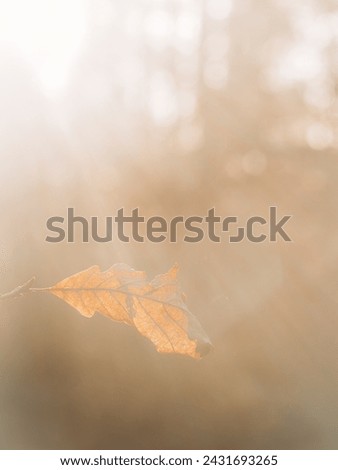 A single leaf hovers in the air, surrounded by a misty fog on a gray day. It appears weightless as it drifts aimlessly in the atmospheric conditions. Royalty-Free Stock Photo #2431693265