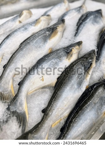 a photography of a bunch of fish sitting on top of a pile of ice.