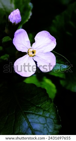 
Most beautiful white redish flower,
Most beautiful white flower,
Lovely picture white flower