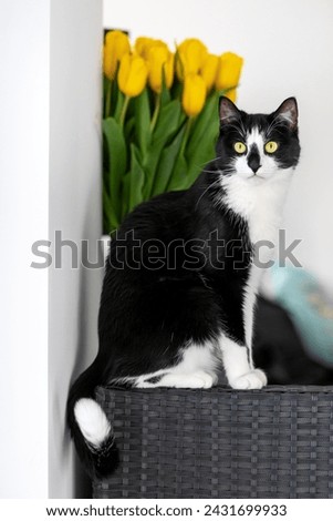 Black and white cat with yellow eyes on a background of yellow tulips