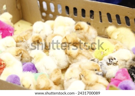 chicks are sold at the market. cute colorful chicks.