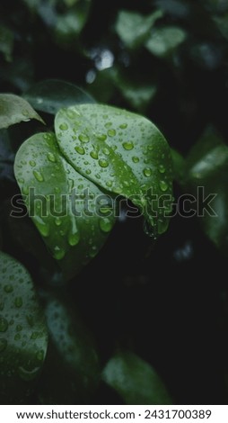 The picture of the spotted leaves was taken after the rain stopped in the afternoon
