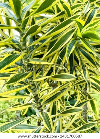 Dracaena Reflexa, song of India,or song of Jamaica.A tree native to Mozambique, Madagascar,Mauritius,and islands of the Indian Ocean.It is widely grown as ornamental plant and houseplant.Isolated. Royalty-Free Stock Photo #2431700587