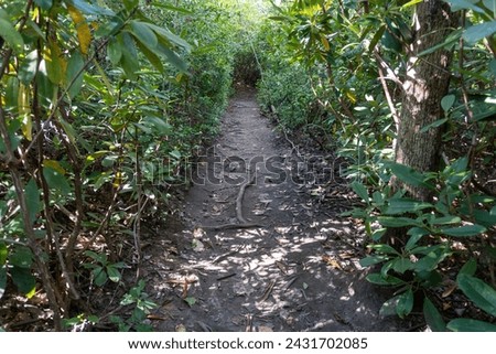 New River Gorge National Park and Preserve, West Virginia. Green tunnel made by rhododendron bushes. Endless Wall Trail and Diamond Point, Fern Creek Trail.  Royalty-Free Stock Photo #2431702085
