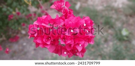 There is green nature pictures and green leafs pictures which are very beautiful. Pink flower pictures are also very beautiful 