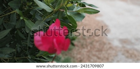 There is green nature pictures and green leafs pictures which are very beautiful. Pink flower pictures are also very beautiful 