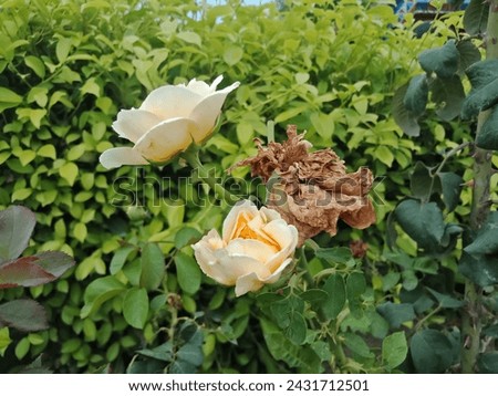 Rose picture taken from botanical garden