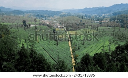 Village streets flanked by tea gardens.