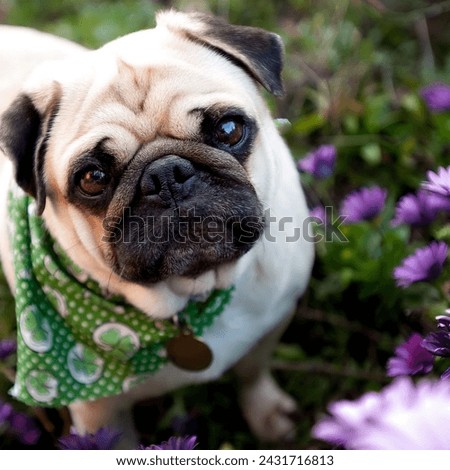 Pug Dog breed dog picture