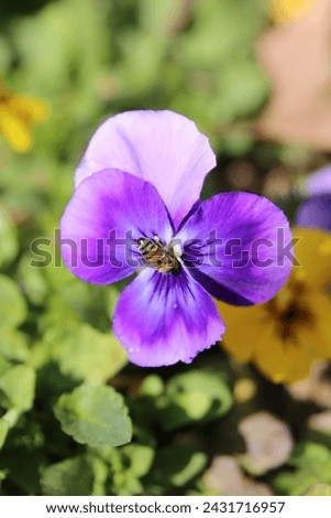 Lilac violet flower and honey bee