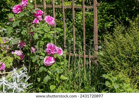Bucolic scene in an old garden - Old roses in front of an old rusty iron gate Royalty-Free Stock Photo #2431720897