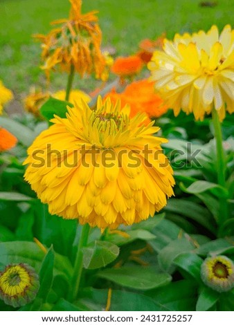 Basically, each flower consists of a floral axis upon which are borne the essential organs of reproduction (stamens and pistils) and usually accessory organs (sepals and petals); Royalty-Free Stock Photo #2431725257