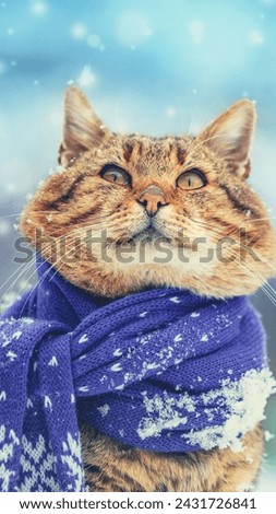 Portrait of a funny cat in knitted scarf. Cat sitting outdoors in the snow in winter during snowfall Vertical banner sstkVertical 