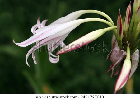 Blooming pink striped trumpet lily flowers and buds with blurred green background 