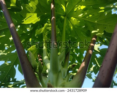 close up of papaya tree shoots, young Papaya tree