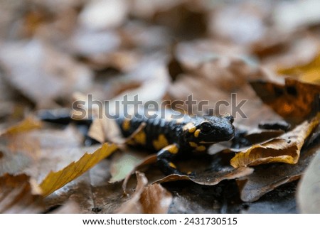 Fire salamander (Salamandra salamandra) in the Autumn forest on Borzhava range in Carpathian mountains, Ukraine