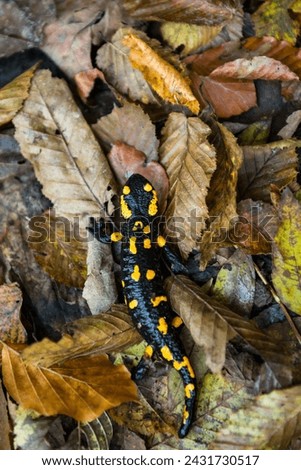 Fire salamander (Salamandra salamandra) in the Autumn forest on Borzhava range in Carpathian mountains, Ukraine