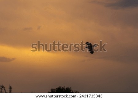 A seagull flies against a dark yellow sky covered with heaps of rain clouds at sunset. A symbol of an unbending character that works to achieve results despite negative circumstances.