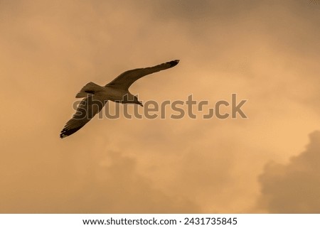 A seagull flies against a dark yellow sky covered with heaps of rain clouds at sunset. A symbol of an unbending character that works to achieve results despite negative circumstances.
