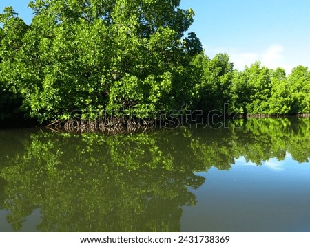view of the lake in the mangrove forest