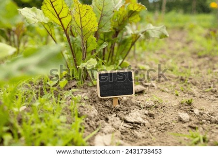 Chalkboard label, black blank wooden blackboard tag, garden sign in a soil against green field backyard. High quality photo