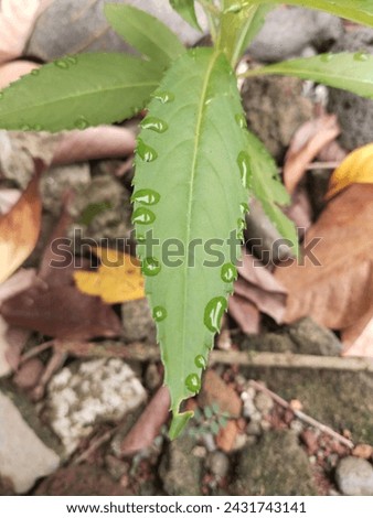 A weed in the garden, a large herb with prickly leaves. Weed close - up, top view Royalty-Free Stock Photo #2431743141