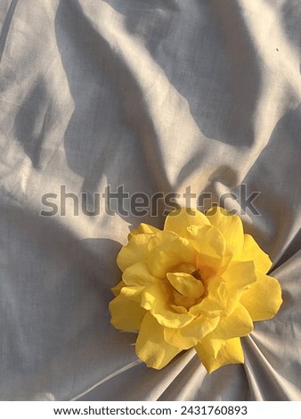 Sunny Yellow Rose: Radiating warmth and cheerfulness, this vibrant yellow rose captures the essence of sunshine in bloom. 